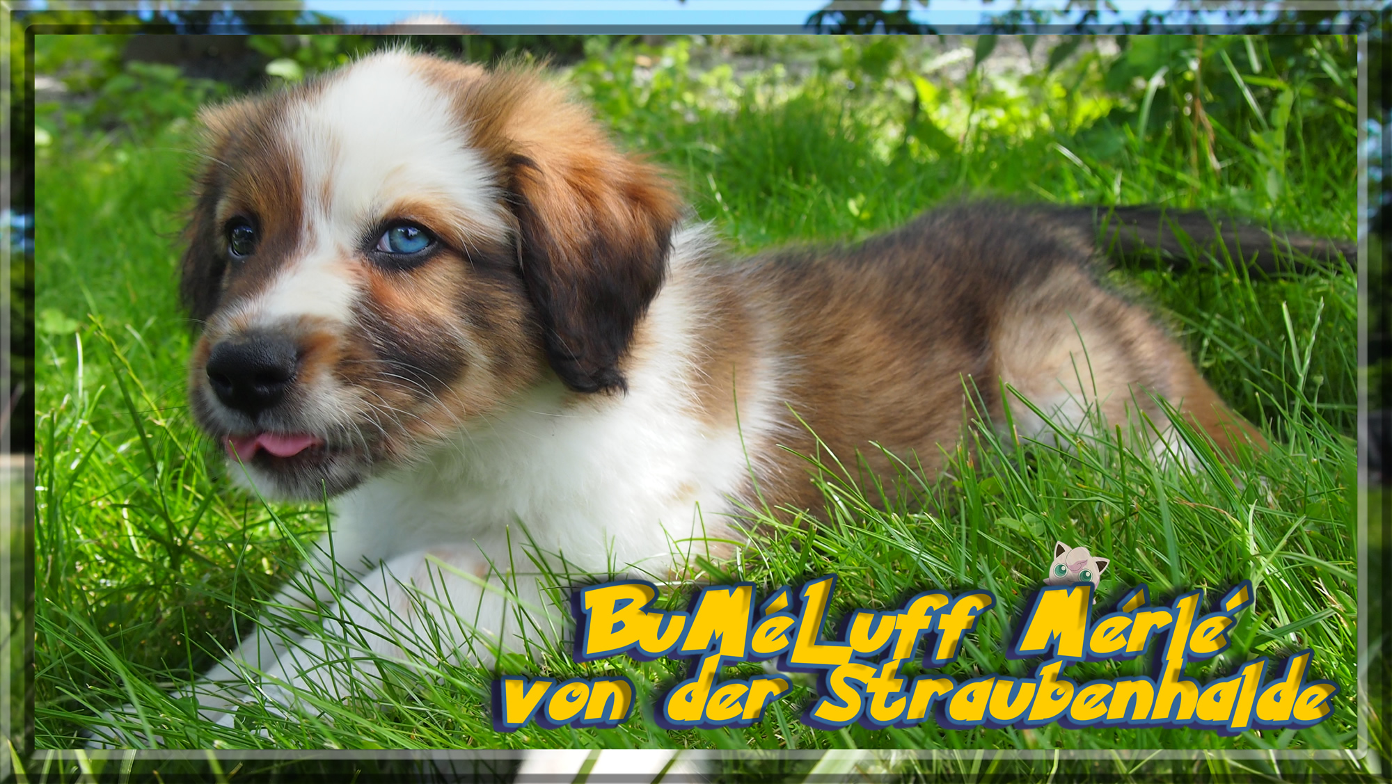 Wäller von der Straubenhalde